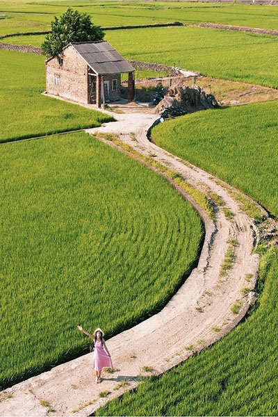 寶山國小附近遼闊的水稻田，成為中部稻浪的打卡秘境。 (圖／_a.raw_)