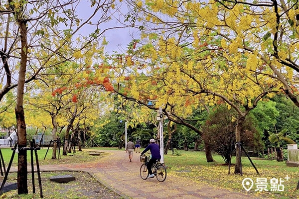 屏東市千禧公園的阿勃勒已悄悄開花。 (圖／showyu160，以下同)