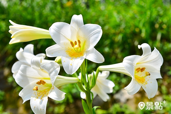 白石湖的百合花與荷花正綻放，是賞花的最佳時機。（圖 / 台北市政府工務局大地工程處，以下同）