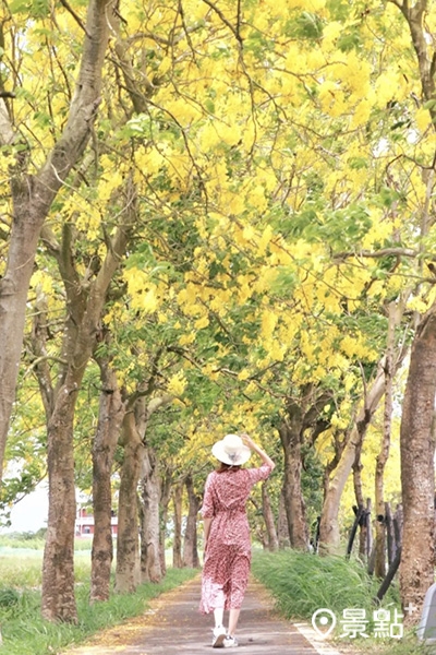自行車道六腳鄉路段佈滿金黃的花毯，輕鬆拍出夢幻美感。 (圖／sunny_8069，下同)