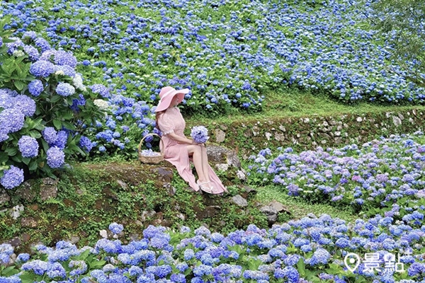 公園內上萬朵繡球花來到了花季。