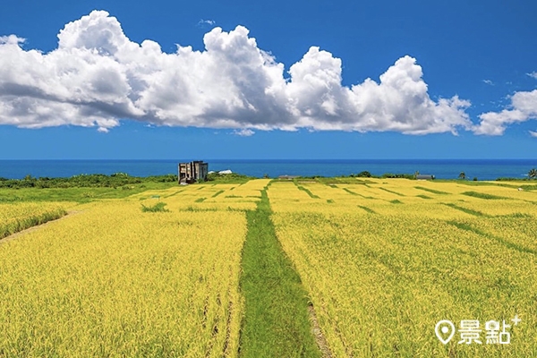 每年水稻成熟時，石梯坪水梯田黃金稻浪渲染海岸。