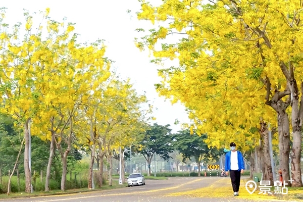 高雄橋頭區有多個種植阿勃勒的路段都盛開了。(圖／peter374460，以下同)