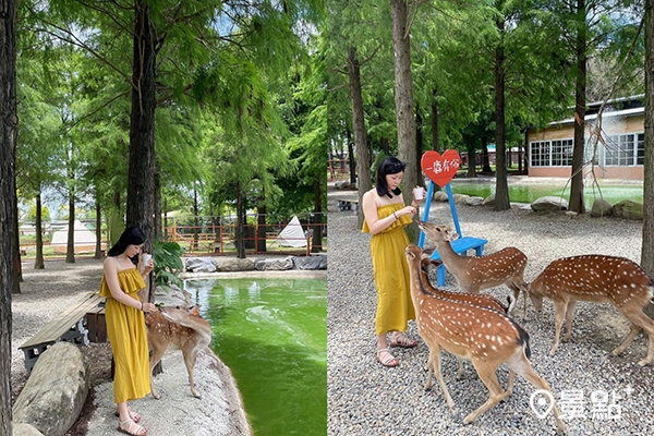 古坑鹿營農場在洛羽松林餵梅花鹿太可愛了。(圖 /  lu__travel，以下同)