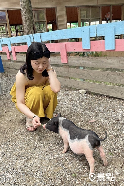 小豬餵食。