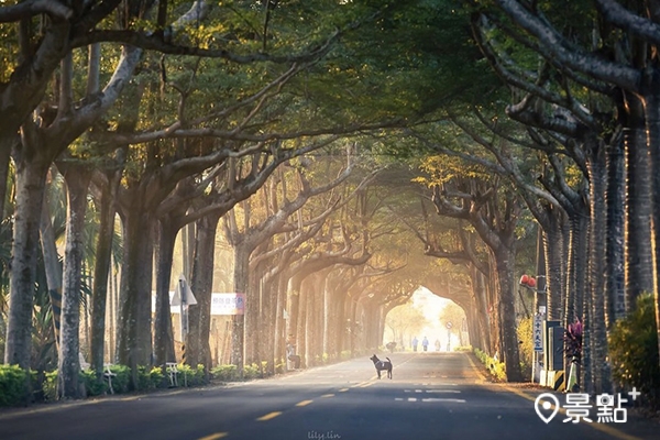 屏東的泗林綠色隧道。(圖／lilylin.photo)