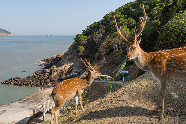 台灣本島難尋芳蹤的梅花鹿，在大坵島上如鄰居般在身旁活動。（圖／連江縣政府）