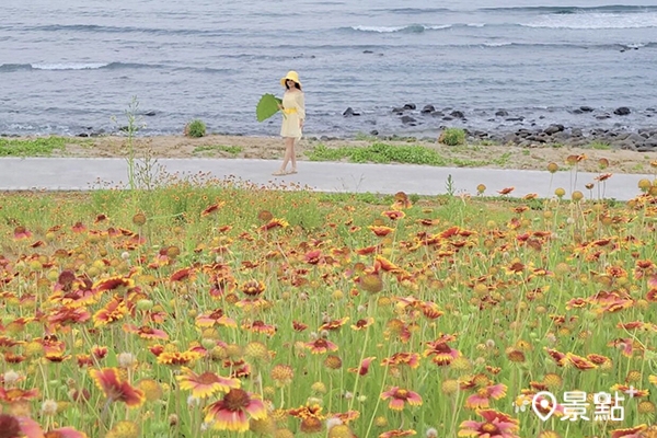 老梅石門風箏公園，能沿著濱海步道，一邊看海一邊賞天人菊。 (圖／yijiun_lee，以下同)