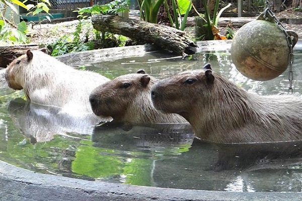 台北動物園裡可愛的水豚君。（圖／台北市立動物園）
