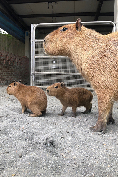 三隻小豬觀光農場的水豚母子。(圖／三隻小豬觀光農場)