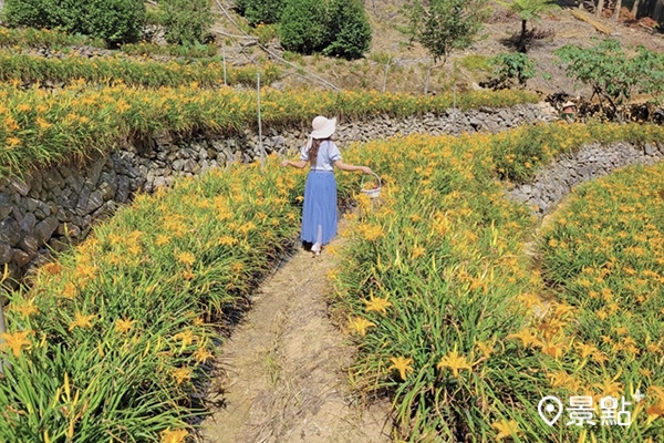 園區的金針花田呈現梯田分布，可以漫步階梯式花海中賞花。