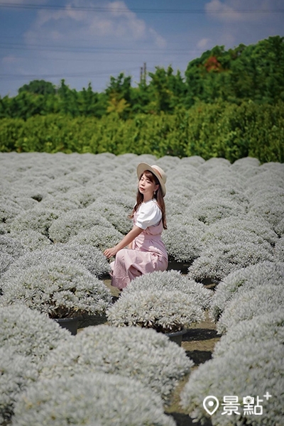 同樣在彰化田尾的建華芙蓉園也有著超高人氣的「雪白波波草」。