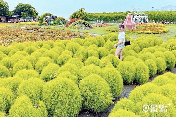 中社花市種植1200棵波波草。(圖／misschachadiary，下同)