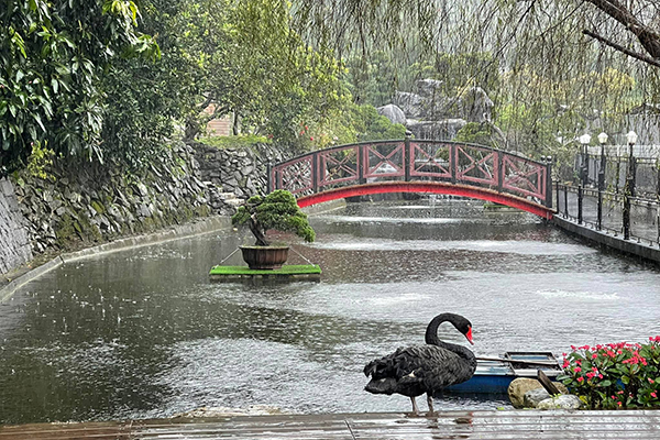 園內的日式庭院也是許多人美拍的人氣取景點。（圖／蘇家莊園）