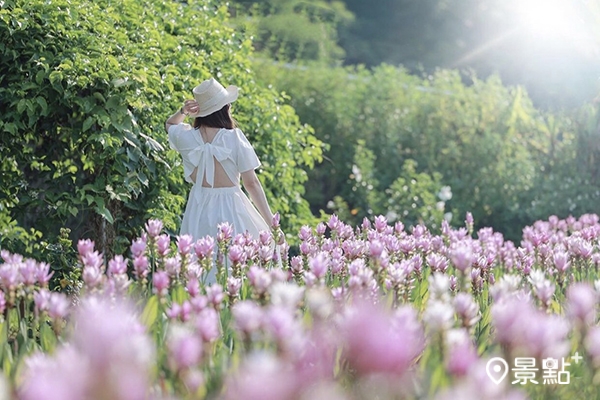 外埔薑荷花農場的薑荷花海美景。 (圖／dalin209，以下同)