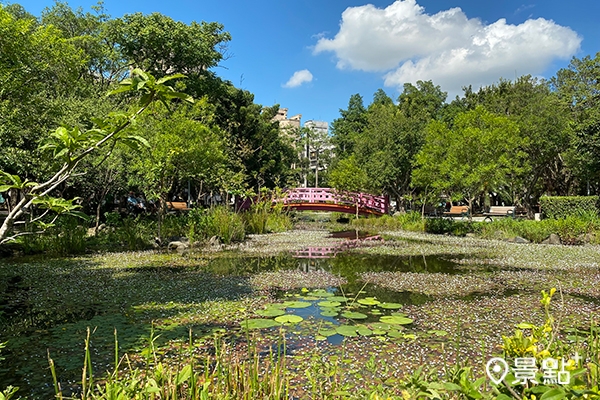 興隆公園生態池開滿小白花，宛如法國莫內花園！ (圖/ 台北市政府工務局，以下同）