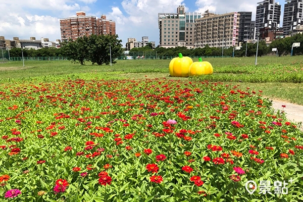 中正河濱公園撒下百日草花籽，近期已陸續開花。（圖／北市水利處，以下同）