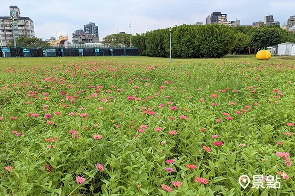 紅及粉色百日草為綠意盎然的草地增添繽紛色調