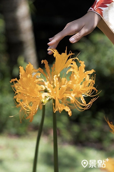 金花石蒜盛開有如黃花板的彼岸花，帶著神秘美麗的氣息。(圖／edou1015)
