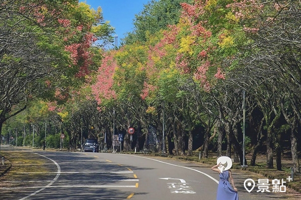暨南大學校園內台灣欒樹正逐漸變色形成美麗秋景。 (圖／an700328，以下同)