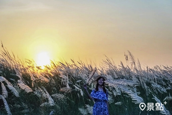 甜根子草花海夕陽美景別有浪漫氛圍。