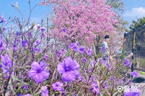 美人樹與紫花翠盧莉雙色花景。