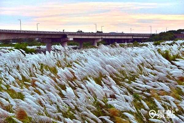 甜根子草