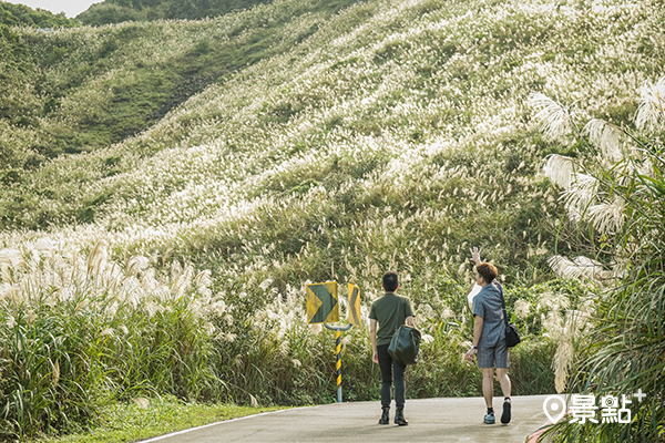 無耳茶壺山步道芒草花海。