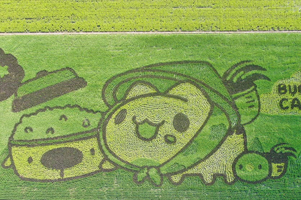 2022台南好米季「咖波稻陣走」彩繪稻。 (圖／後壁區農會，以下同)