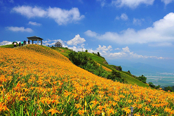 花蓮金針花海。 (圖／花蓮觀光旅遊局)