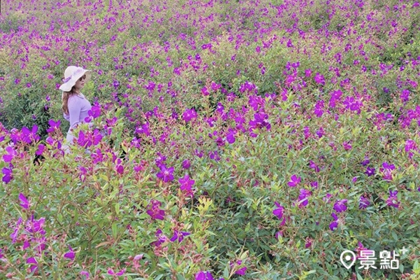 竹子湖的「迎春」花園種有整片巴西野牡丹花正在盛開。(圖／yijiun_lee，以下同)