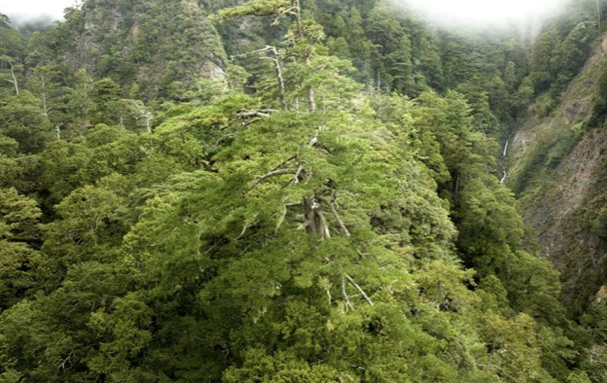 桃山神木生長在雪霸國家公園內。
