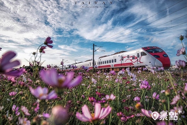 大波斯菊花海火車同框美景。 (圖／imma_pon)