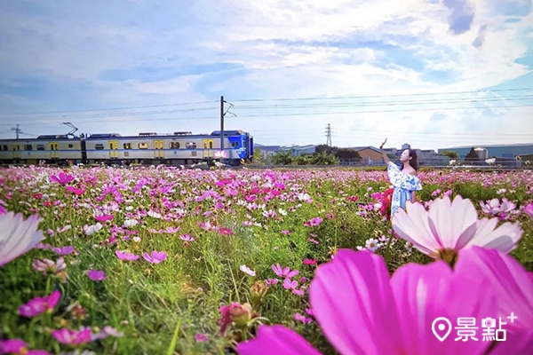白色、桃色交織的大波斯菊與火車一起拍太療癒。 (圖／hychieh0901)