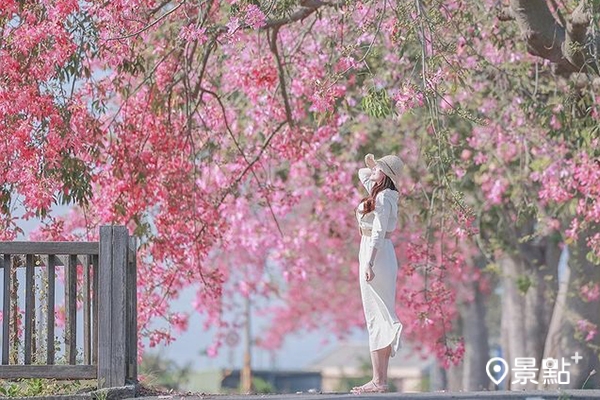 彰化香田國小前門的粉紅美人樹盛開。 (圖／daline209，以下同)