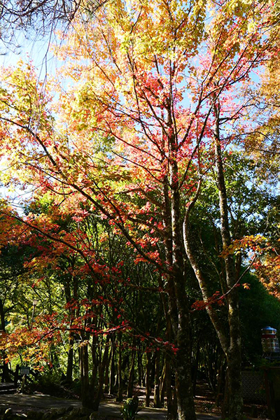 蔣公行館旁的楓香樹也逐漸變色。