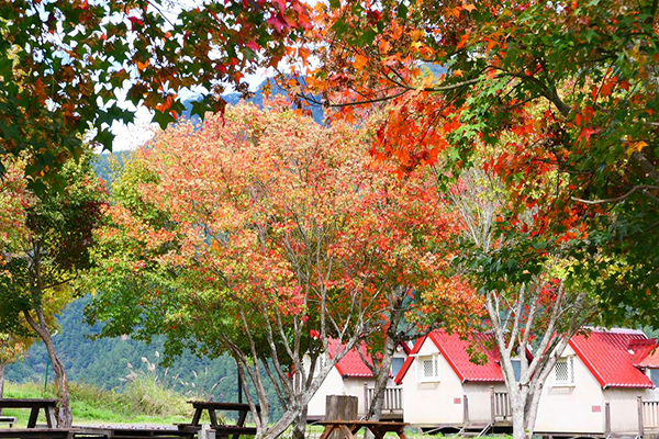 露營區A1青楓美景。