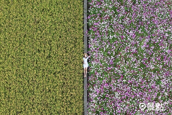 彰化芬園波斯菊和稻浪的雙色美景。(圖／pierrehuang，下同)