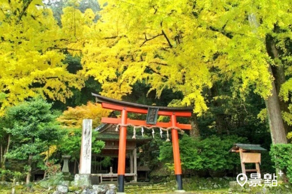 日本的秋季除了可以賞楓，還有金黃銀杏季不可錯過！（圖／京都市台灣推廣事務所、©︎MKメディア，以下同）