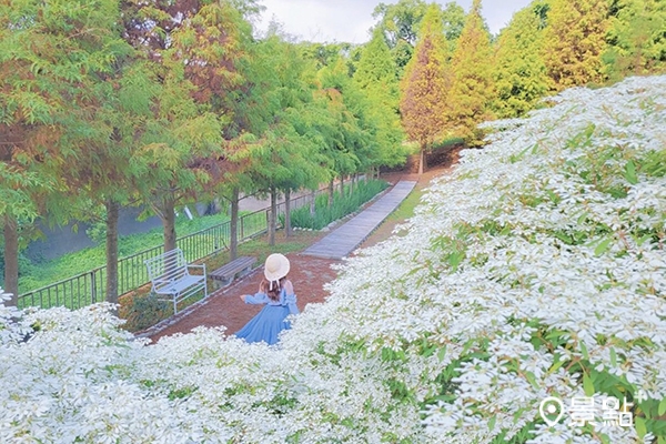 新社普羅旺斯庭園餐廳的白雪木和落羽松美景登場。(圖／yijiun_lee，以下同)