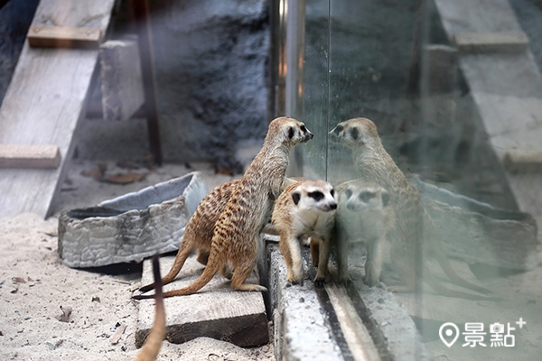 好奇心強的狐獴家族隔著玻璃張望，動物與參觀者經過巧妙設計，打破觀看與被觀看者的關係。