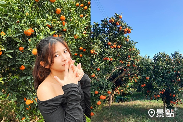 秒飛濟州島採橘體驗拍美照！100元橘子無限量吃到飽