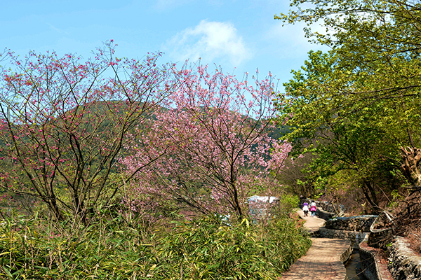 溪畔步道串聯十八挖水圳步道，在冬末時可看見沿途染上櫻花的浪漫粉色。
