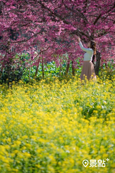 園區新增了油菜花和波斯菊的點綴，讓花海景色更加亮眼。 (圖／karenfaith_chiang)