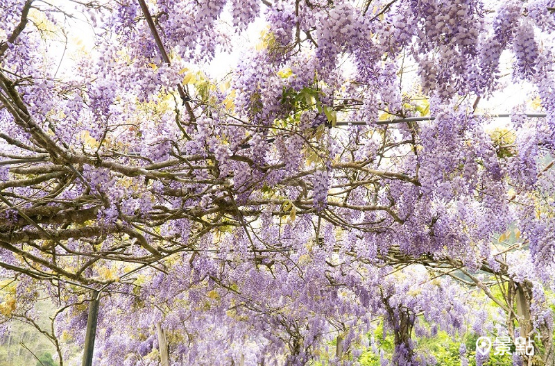 接下來會有各式季節性旅程如阿里山紫藤花季。