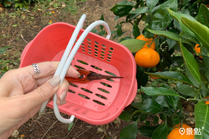 採橘體驗的小道具－採果剪刀、小籃子