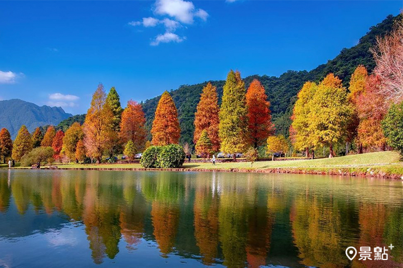 蜊埤湖漸層落羽松美景，不需門票就能入園欣賞！(圖／molly888666）