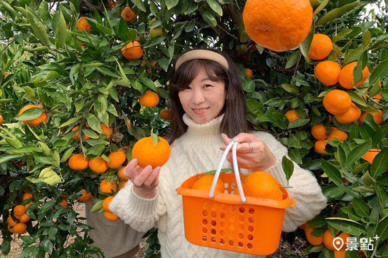 採橘體驗既簡單又有趣，還能拍下許多在橘子園中體驗的照片。
