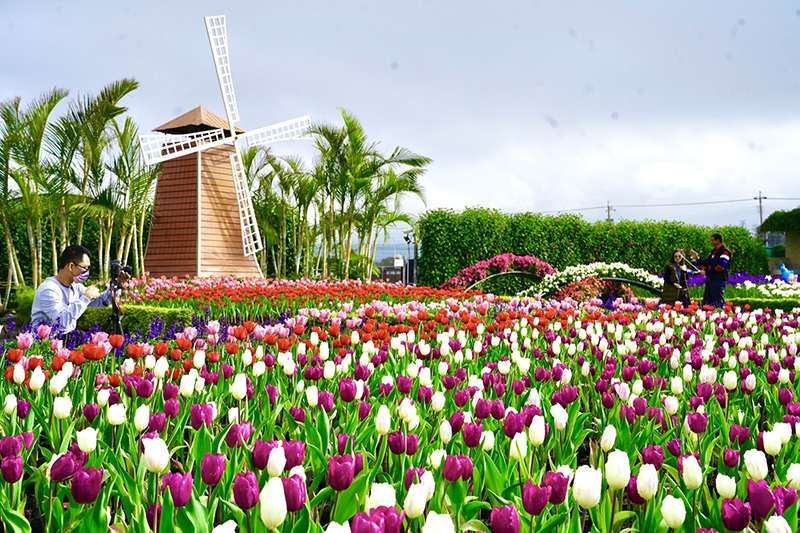  中社花市鬱金香花季。 (圖／台中市政府，以下同)