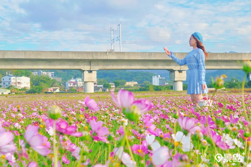 位於苑裡鎮社柑六路上，可以一次欣賞到三種花海美景。(圖／yijiun_lee，以下同）